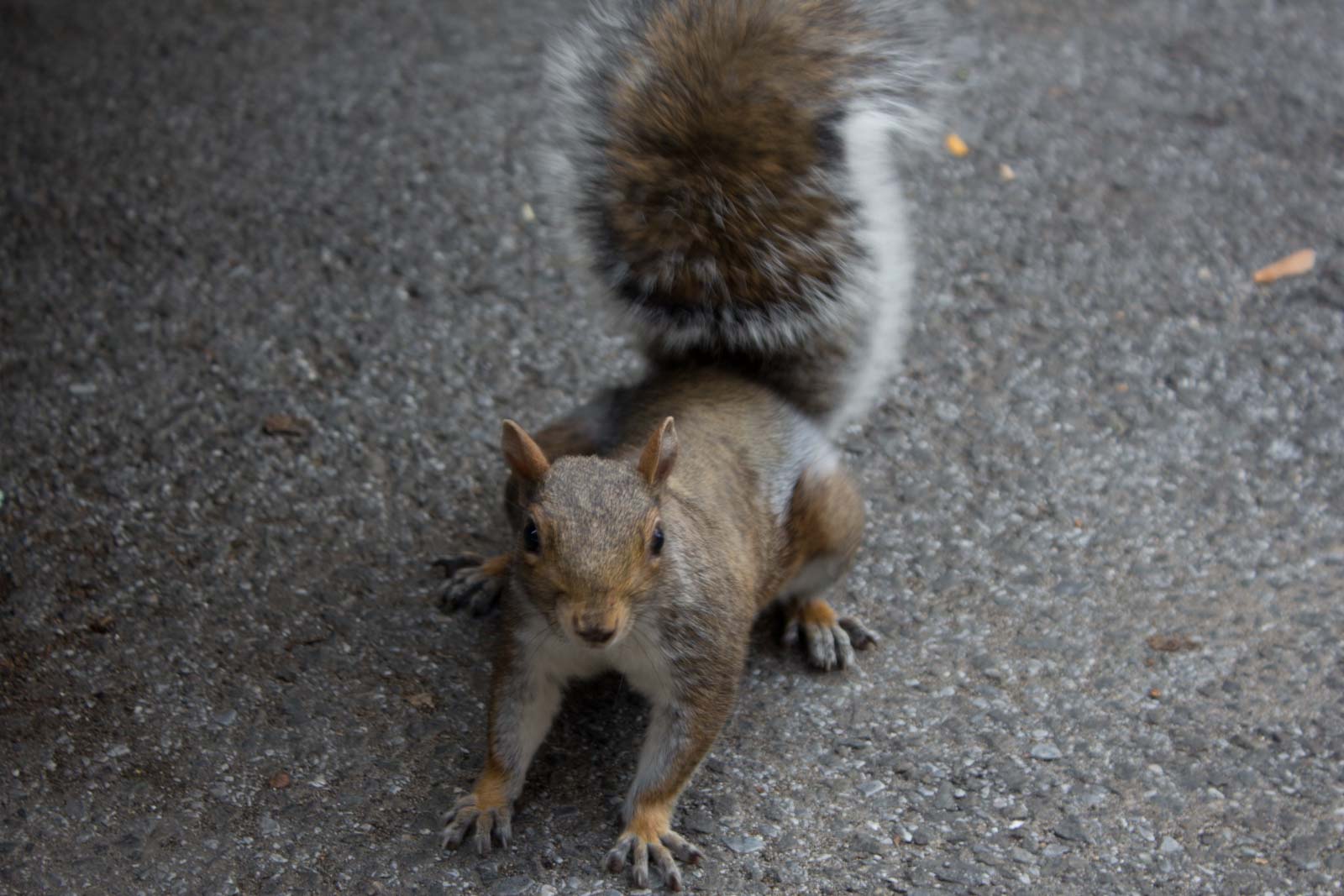 where is Jackson Heights, Queens, New York, USA