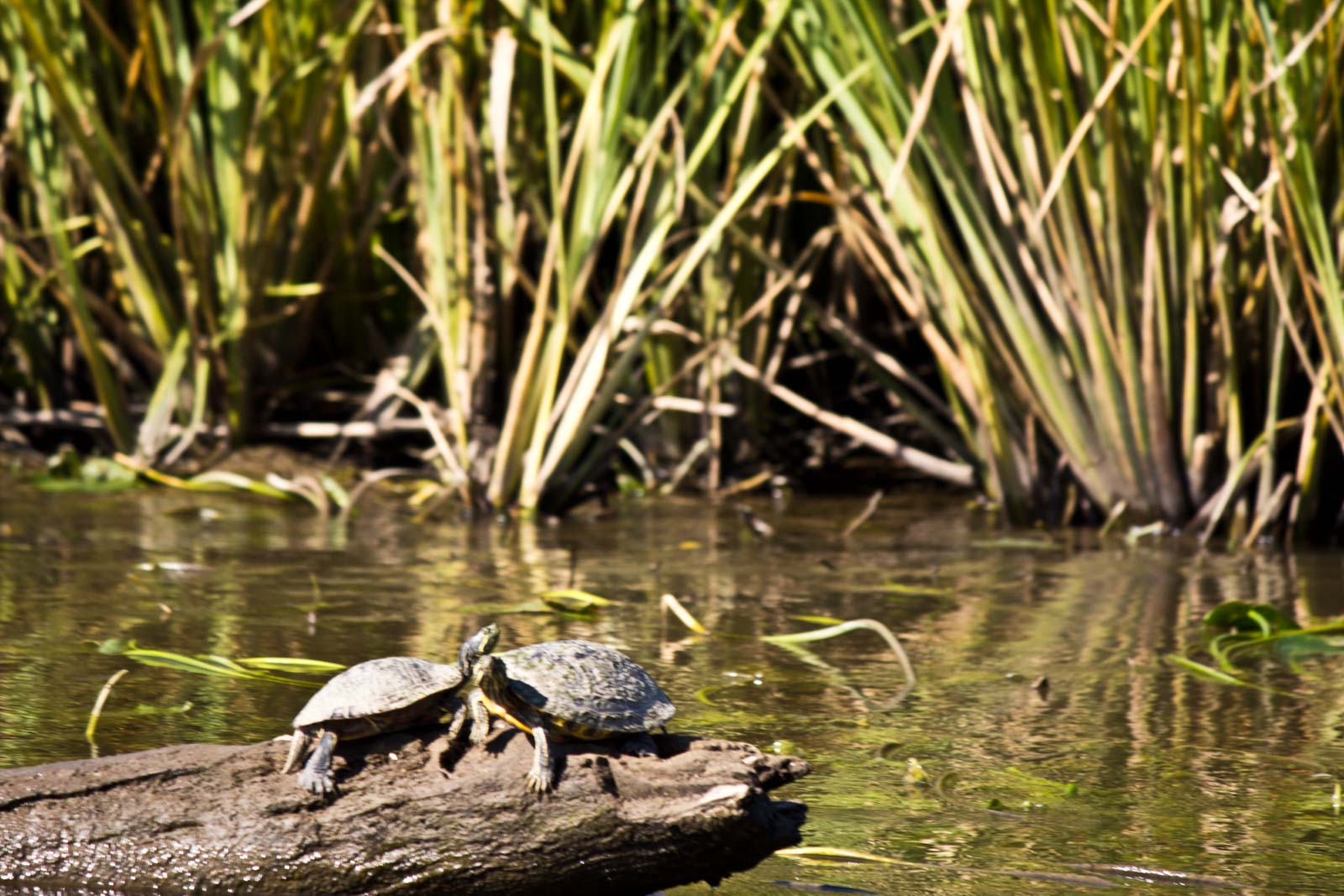 New Orleans Swamp Tour, Louisiana, USA