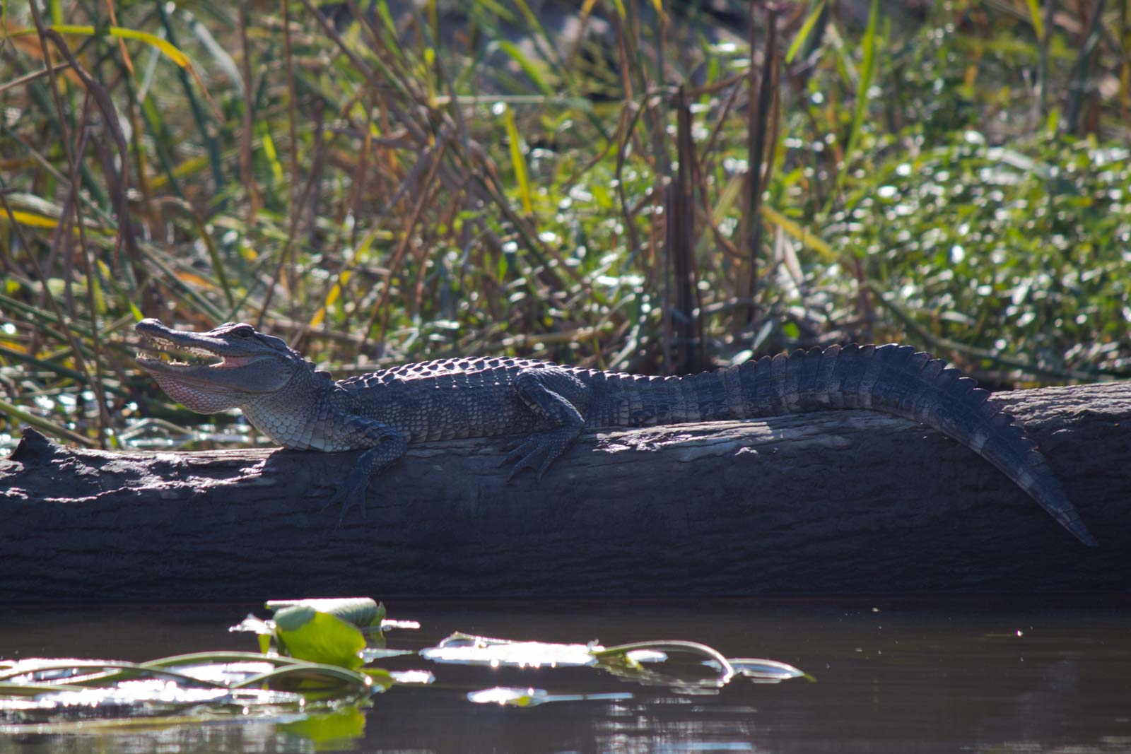 New Orleans Swamp Tour, Louisiana, USA