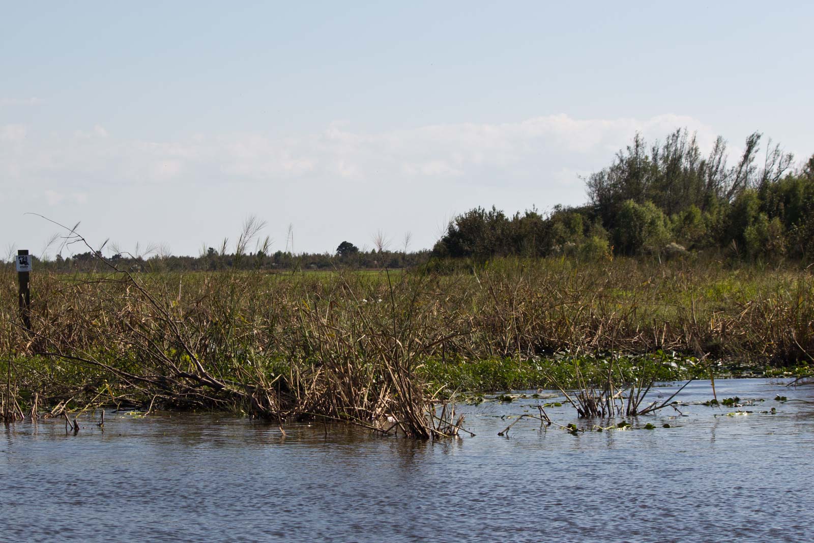 New Orleans Swamp Tour, Louisiana, USA