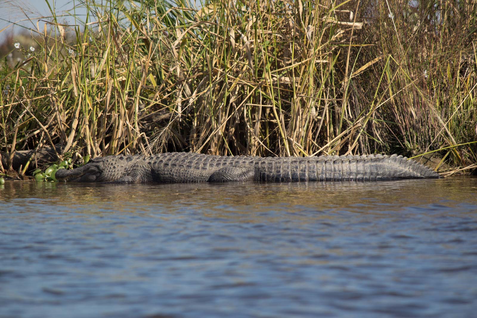 New Orleans Swamp Tour, Louisiana, USA