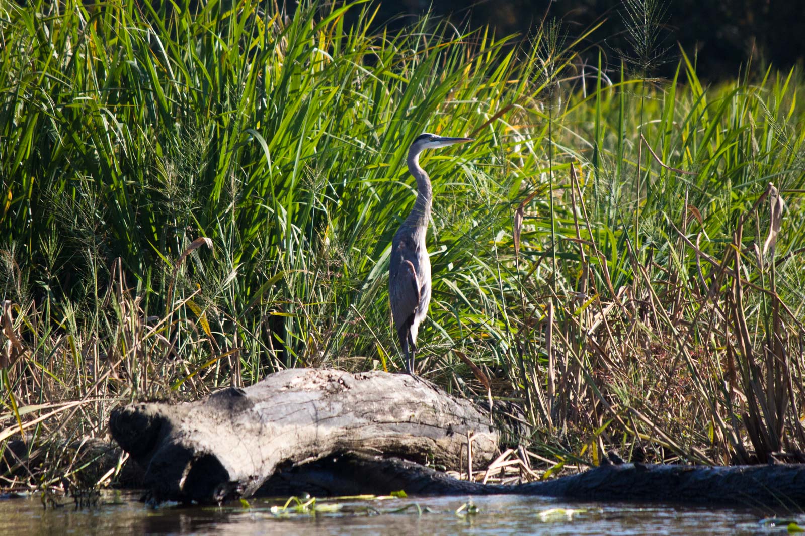 New Orleans Swamp Tour, Louisiana, USA