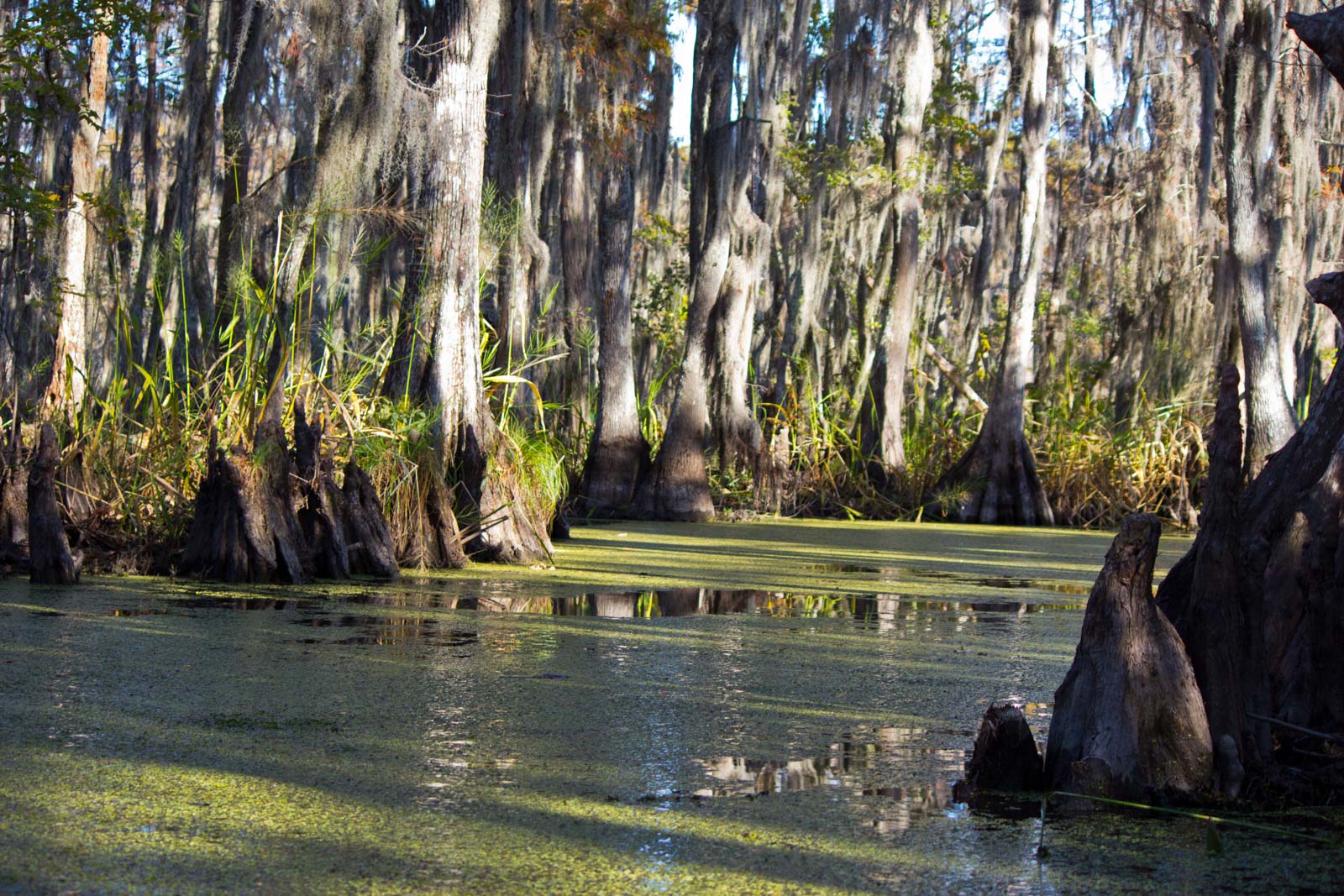 New Orleans Swamp Tour, Louisiana, USA