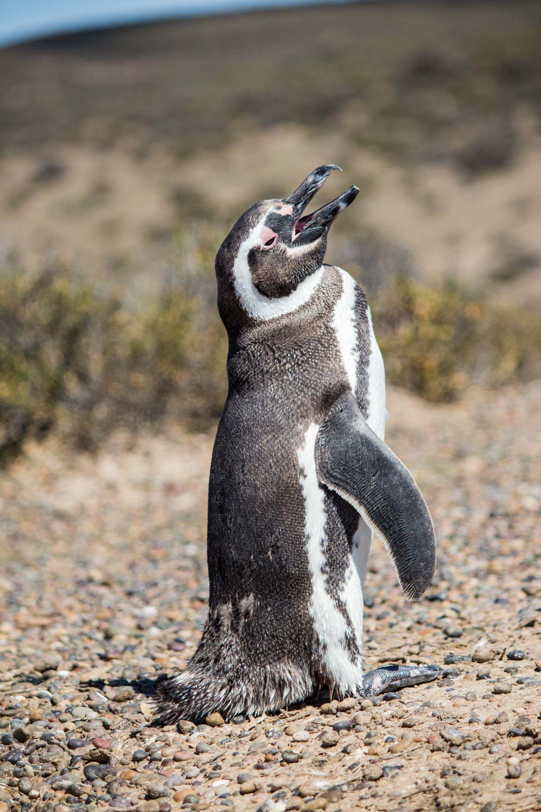 Punta Tombo, Puerto Madryn, Patagonia, Argentina