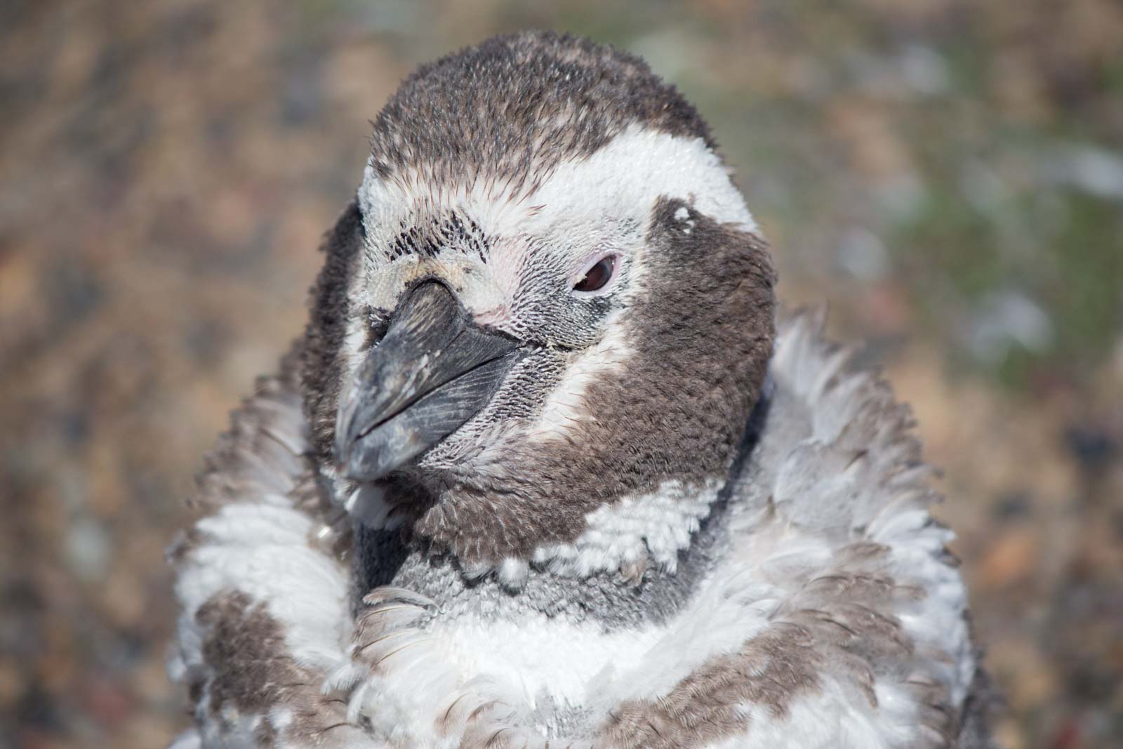 Punta Tombo, Puerto Madryn, Patagonia, Argentina