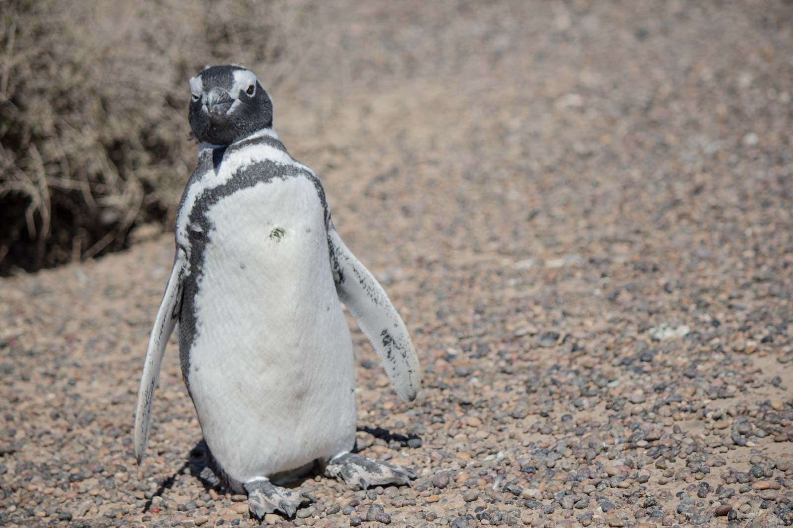 Punta Tombo, Puerto Madryn, Patagonia, Argentina