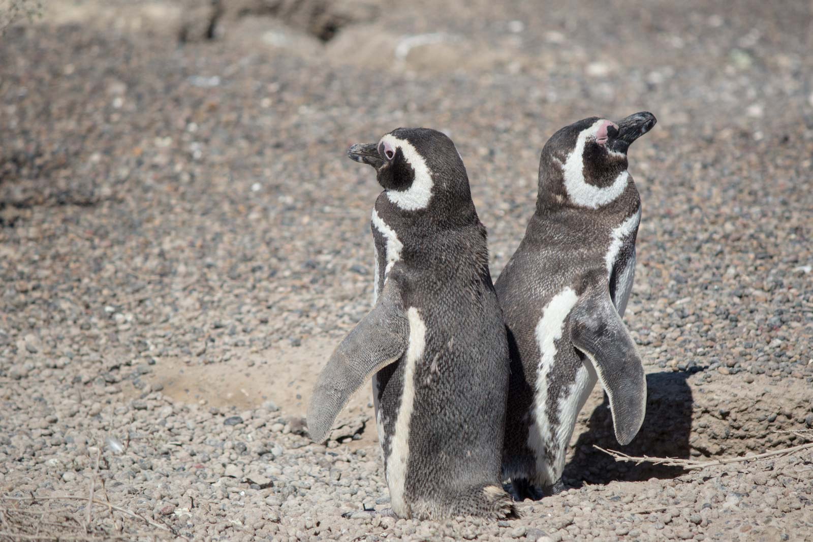 Punta Tombo, Puerto Madryn, Patagonia, Argentina
