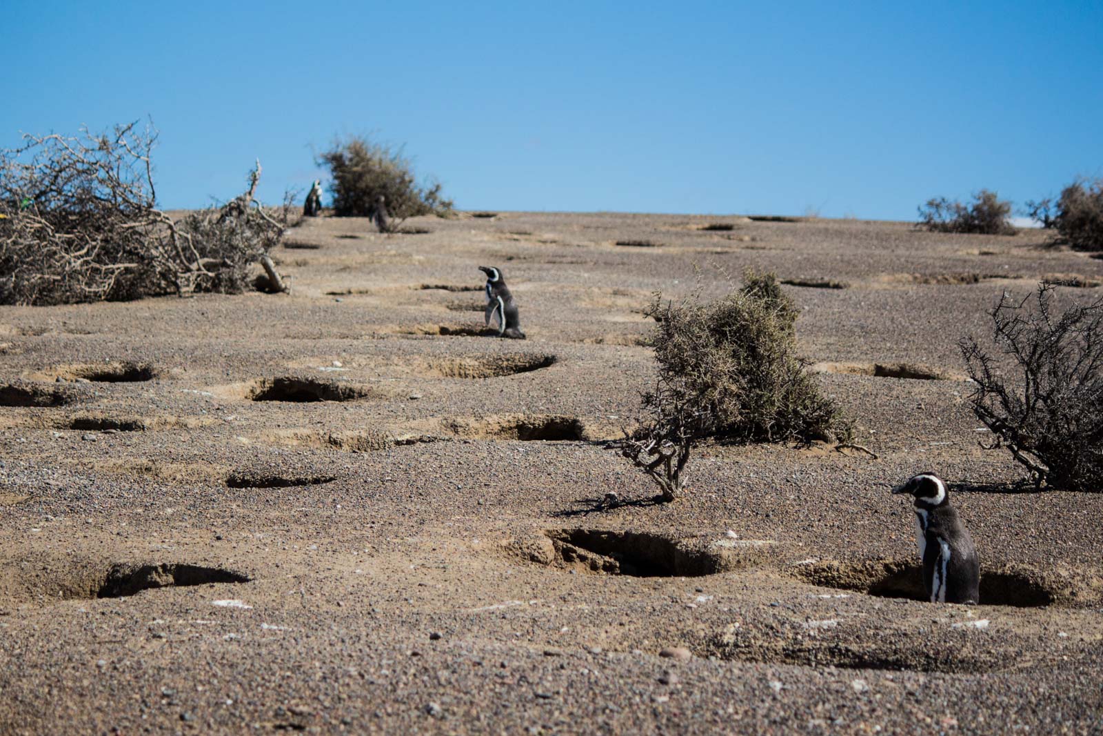 Punta Tombo, Puerto Madryn, Patagonia, Argentina