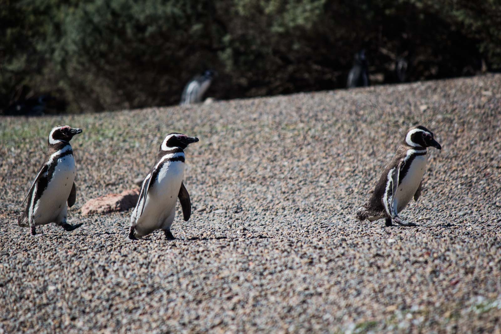 Punta Tombo, Puerto Madryn, Patagonia, Argentina
