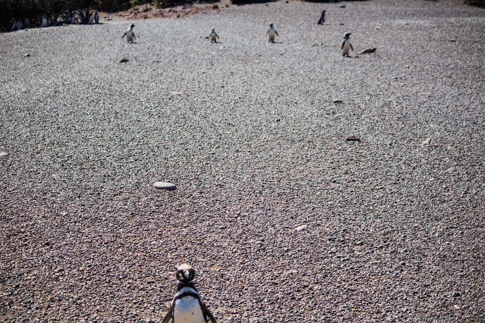 Punta Tombo, Puerto Madryn, Patagonia, Argentina