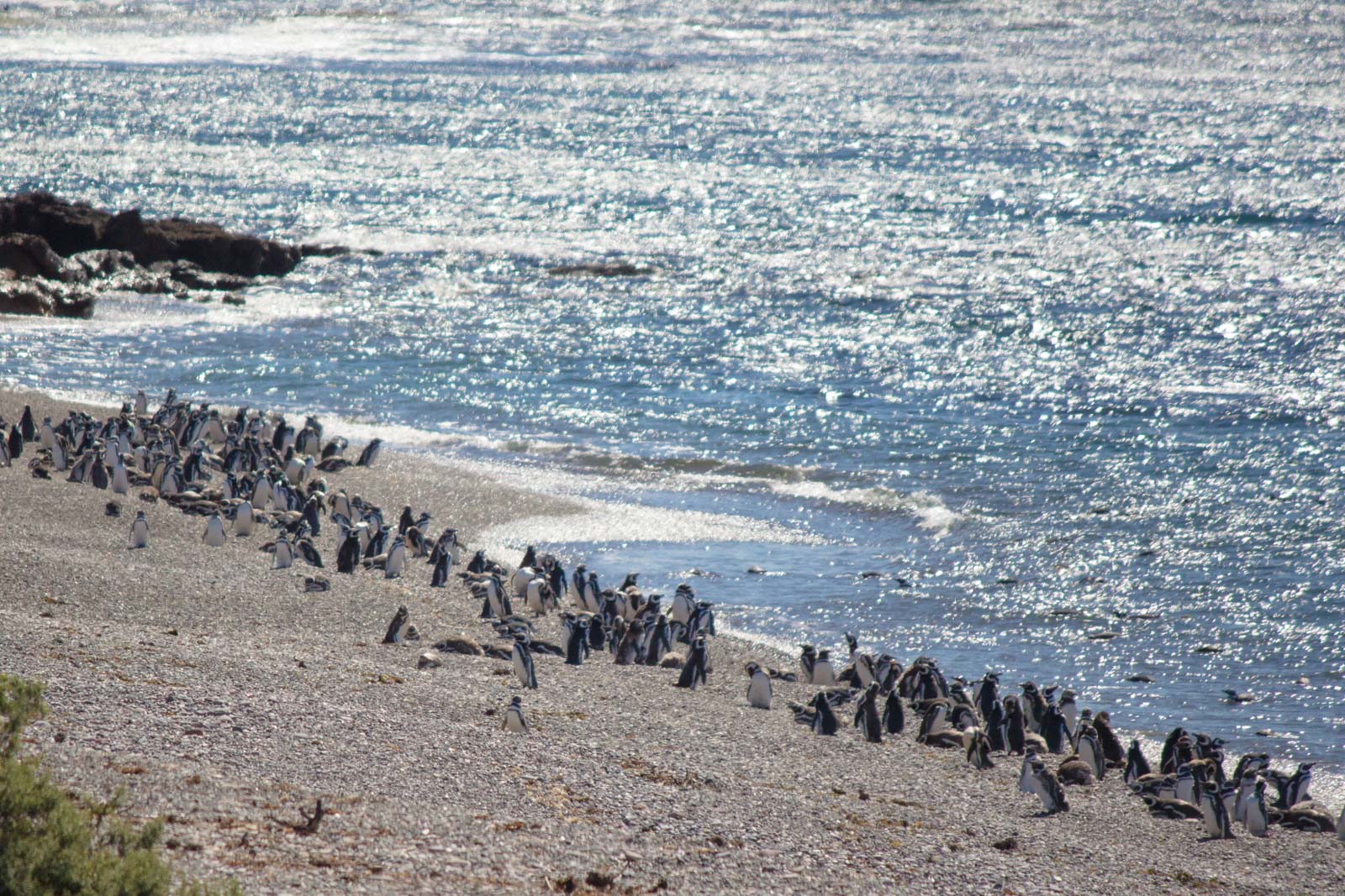 Punta Tombo, Puerto Madryn, Patagonia, Argentina