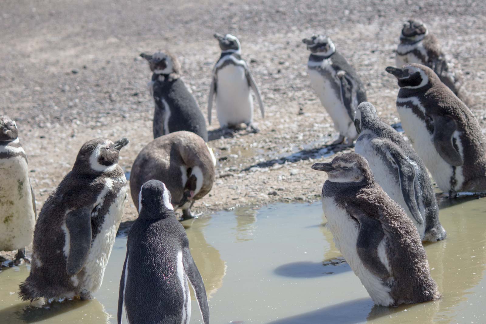 Punta Tombo, Puerto Madryn, Patagonia, Argentina
