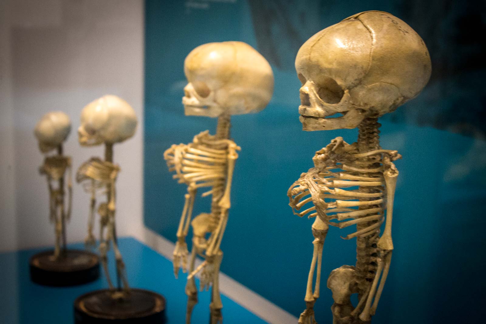 The National Museum of Health and Medicine – Washington, D.C.