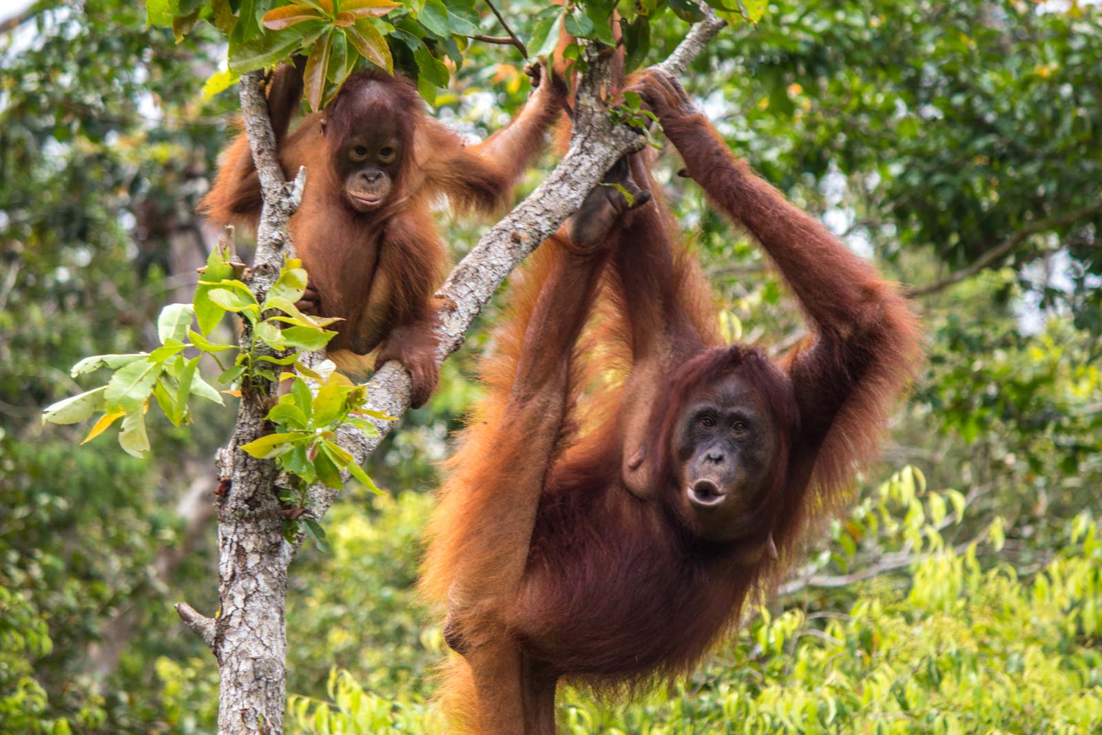 orangutans tour indonesia