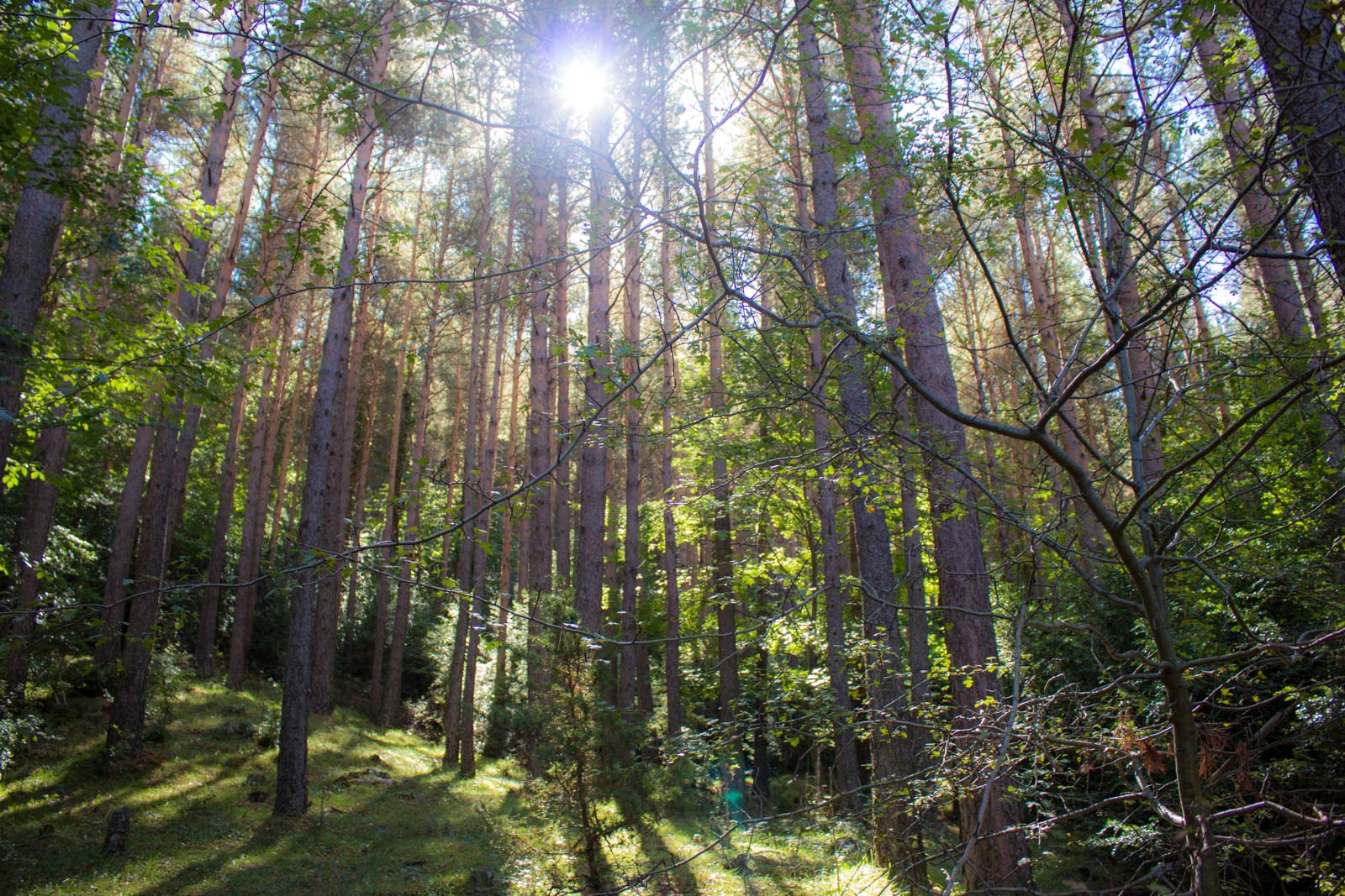 mushroom hunting in the pyrenees in Spain