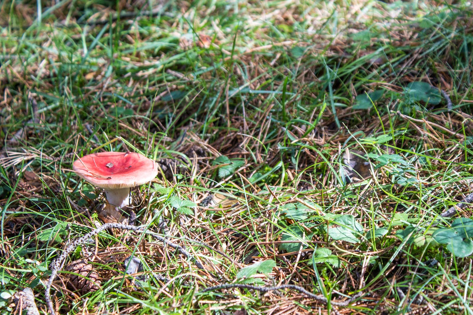 mushroom hunting in the pyrenees in Spain