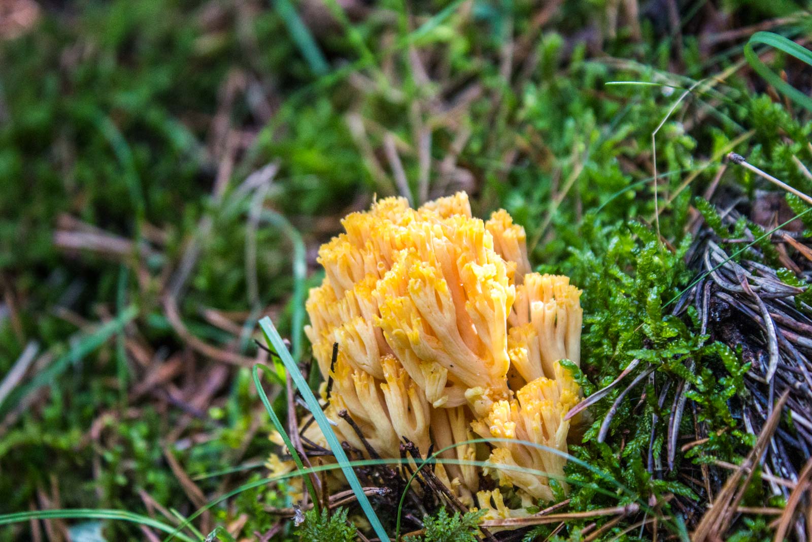 mushroom hunting in the pyrenees in Spain