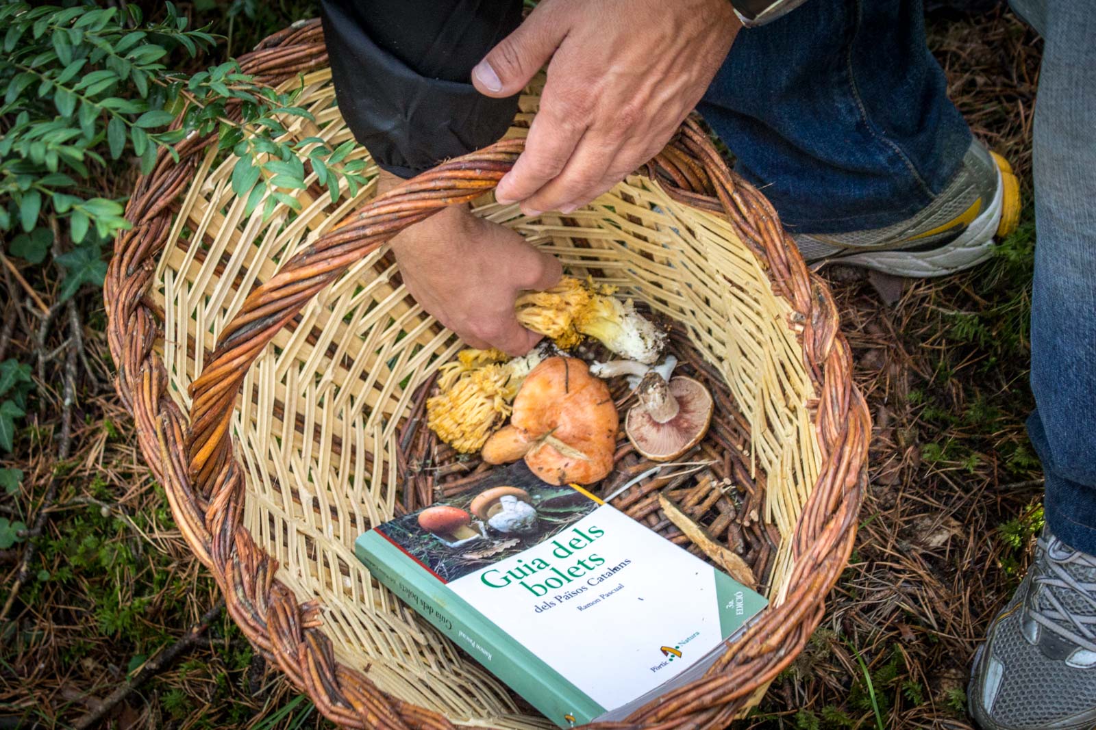 mushroom hunting in the pyrenees in Spain