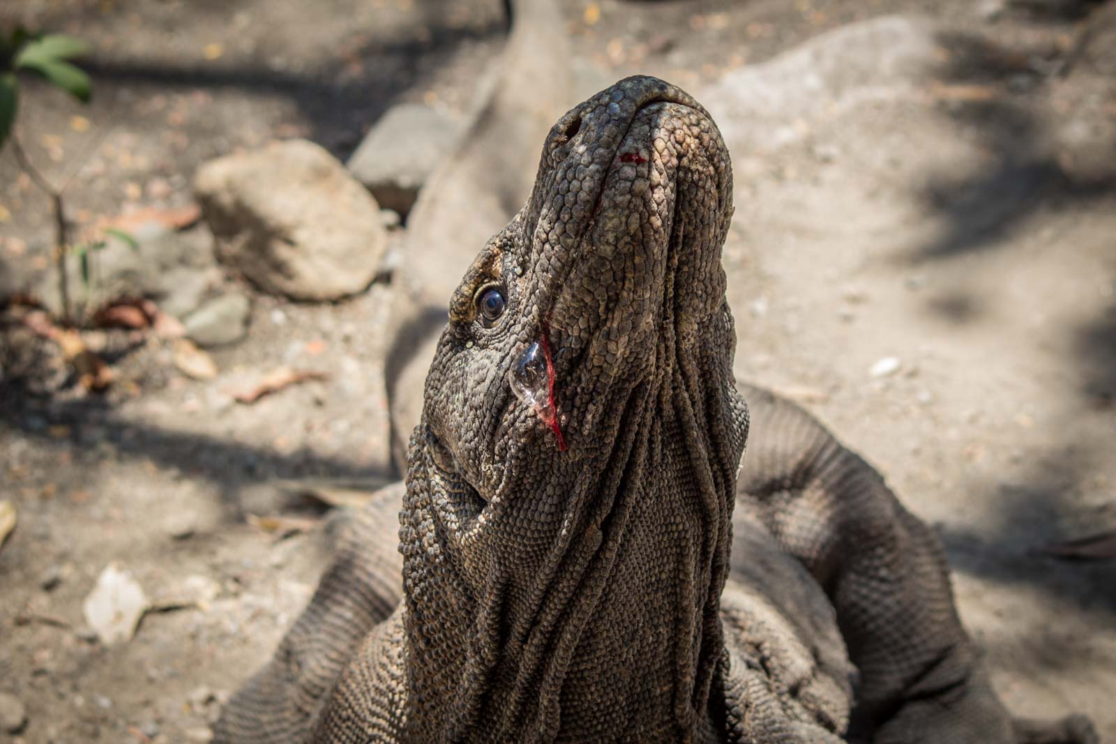 Komodo dragons on Komodo Island: Are Komodo dragons dangerous?