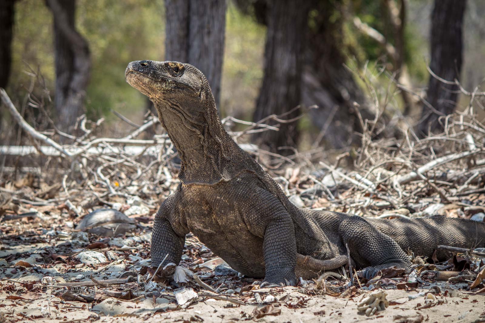 Komodo dragons on Komodo Island: Are Komodo dragons dangerous?
