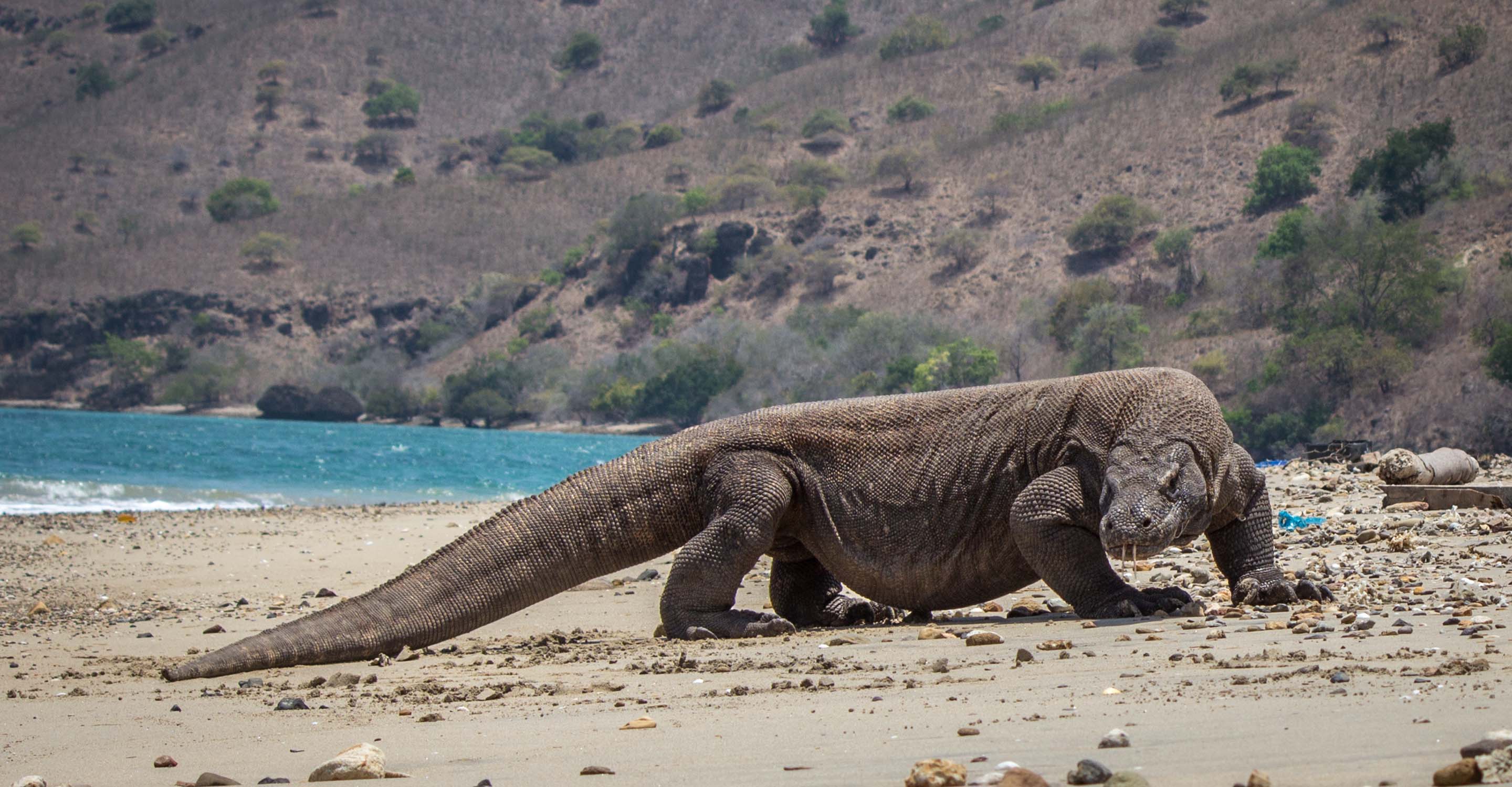Komodo dragons on Komodo Island: Are Komodo dragons dangerous?