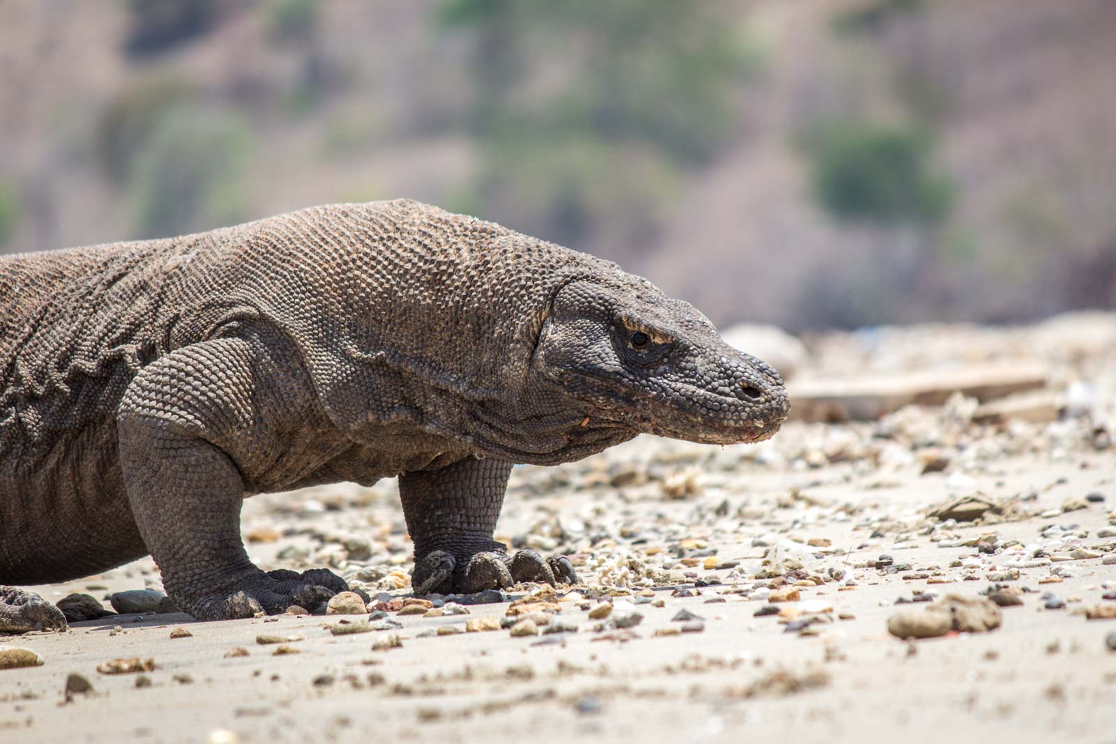 See Komodo dragons on Komodo Island - Komodo National Park