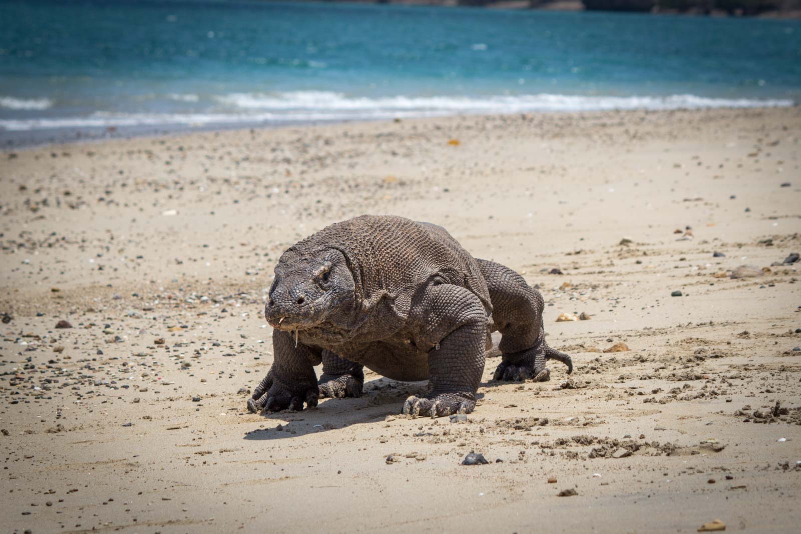 Komodo dragons on Komodo Island: Are Komodo dragons dangerous?