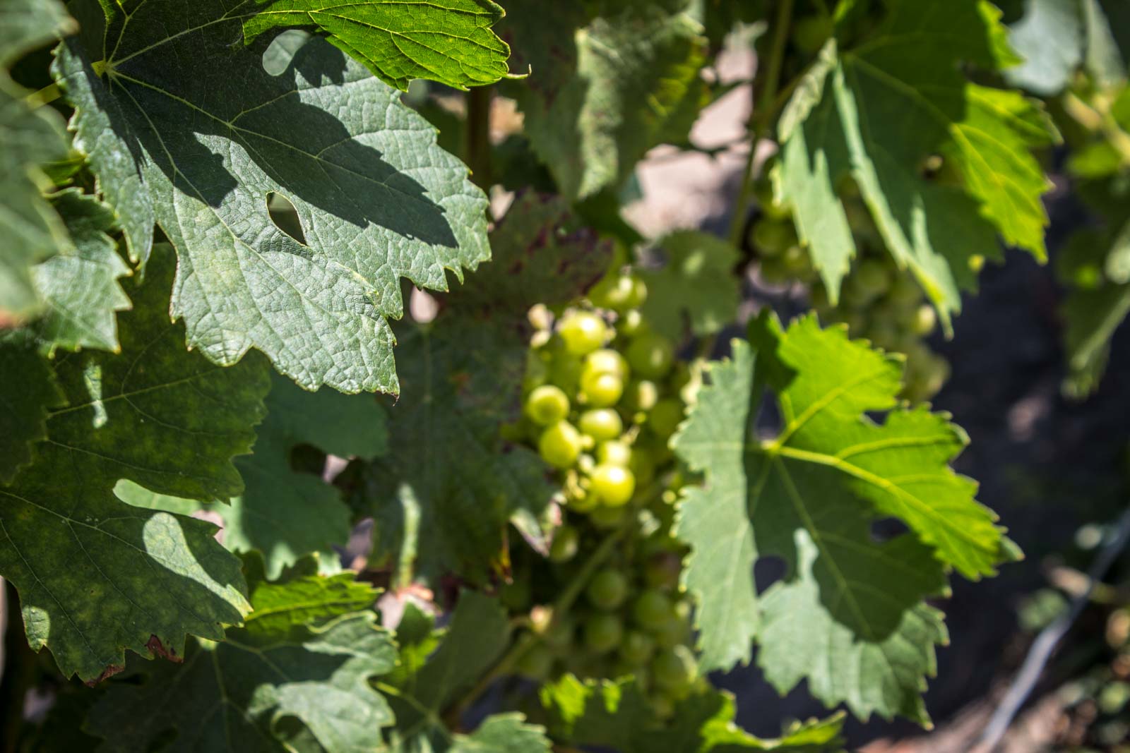 Vineyards of Saint-Emilion, France