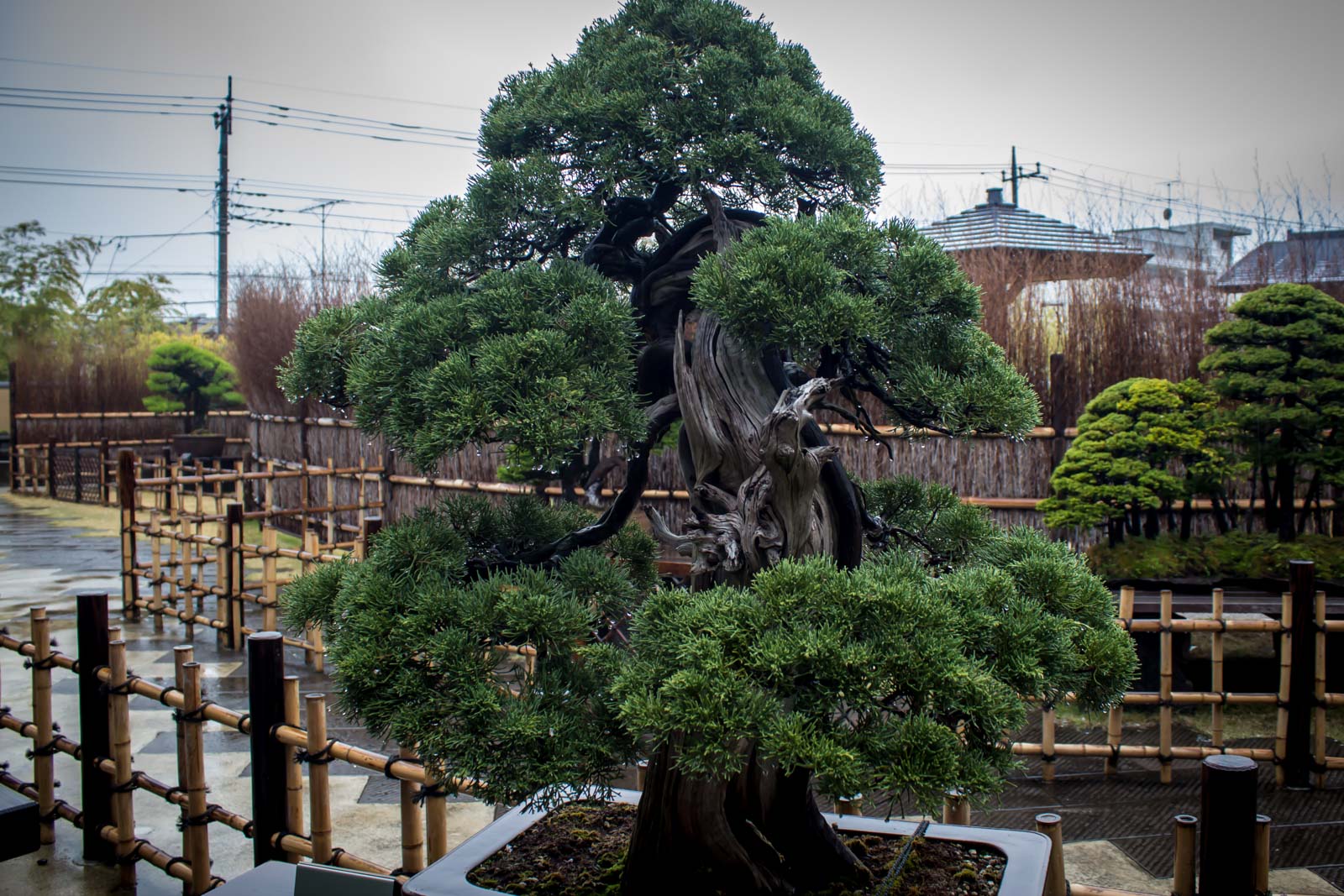 Omiya Bonsai Art Museum, Saitama, Japan