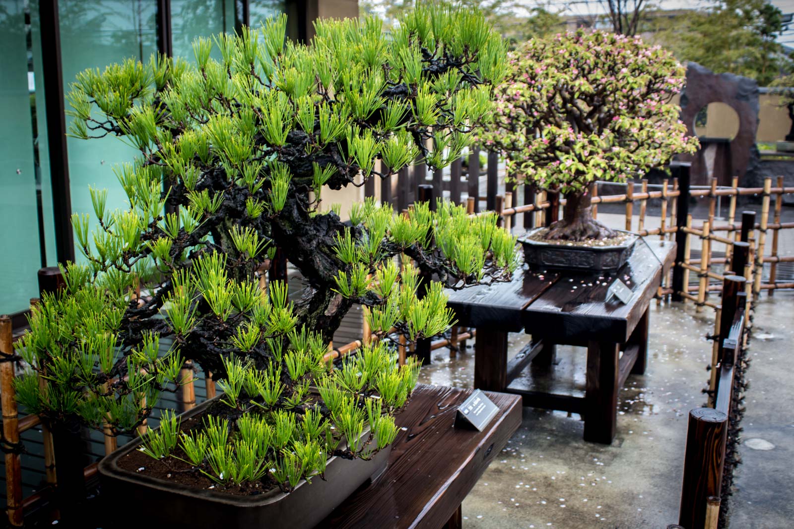 Omiya Bonsai Art Museum, Saitama, Japan