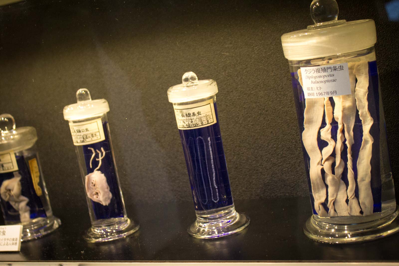 Meguro Parasitological Museum, Tokyo, Japan