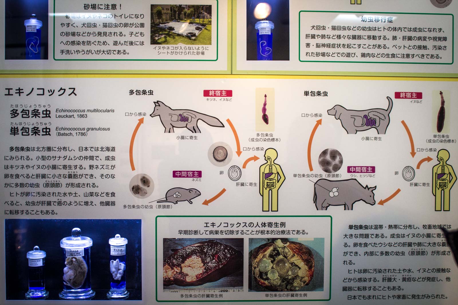 Meguro Parasitological Museum, Tokyo, Japan