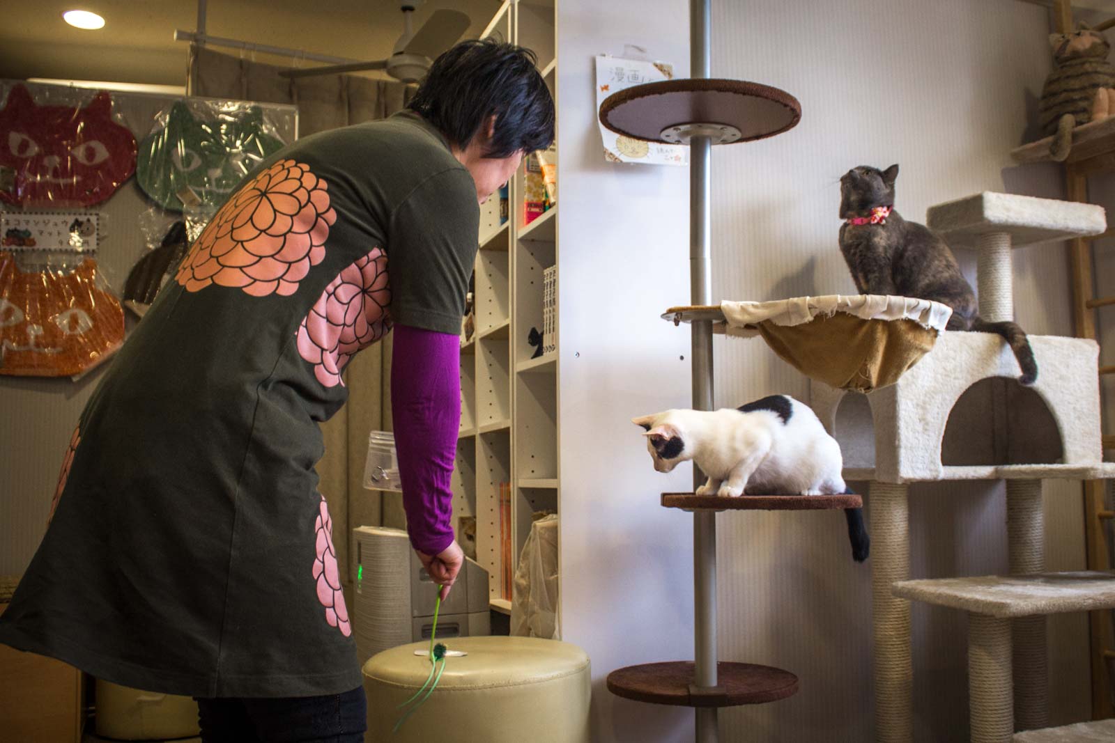 Tokyo cat cafe weird cafes in Japan Tokyo cat cafe weird cafes in Japan