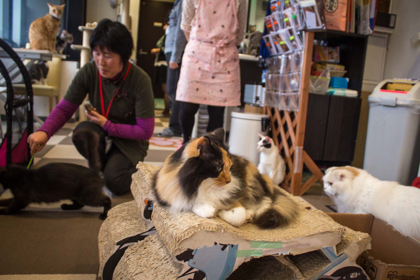 tokyo cat cafe, cats in japan, weird japanese cafe, tokyo