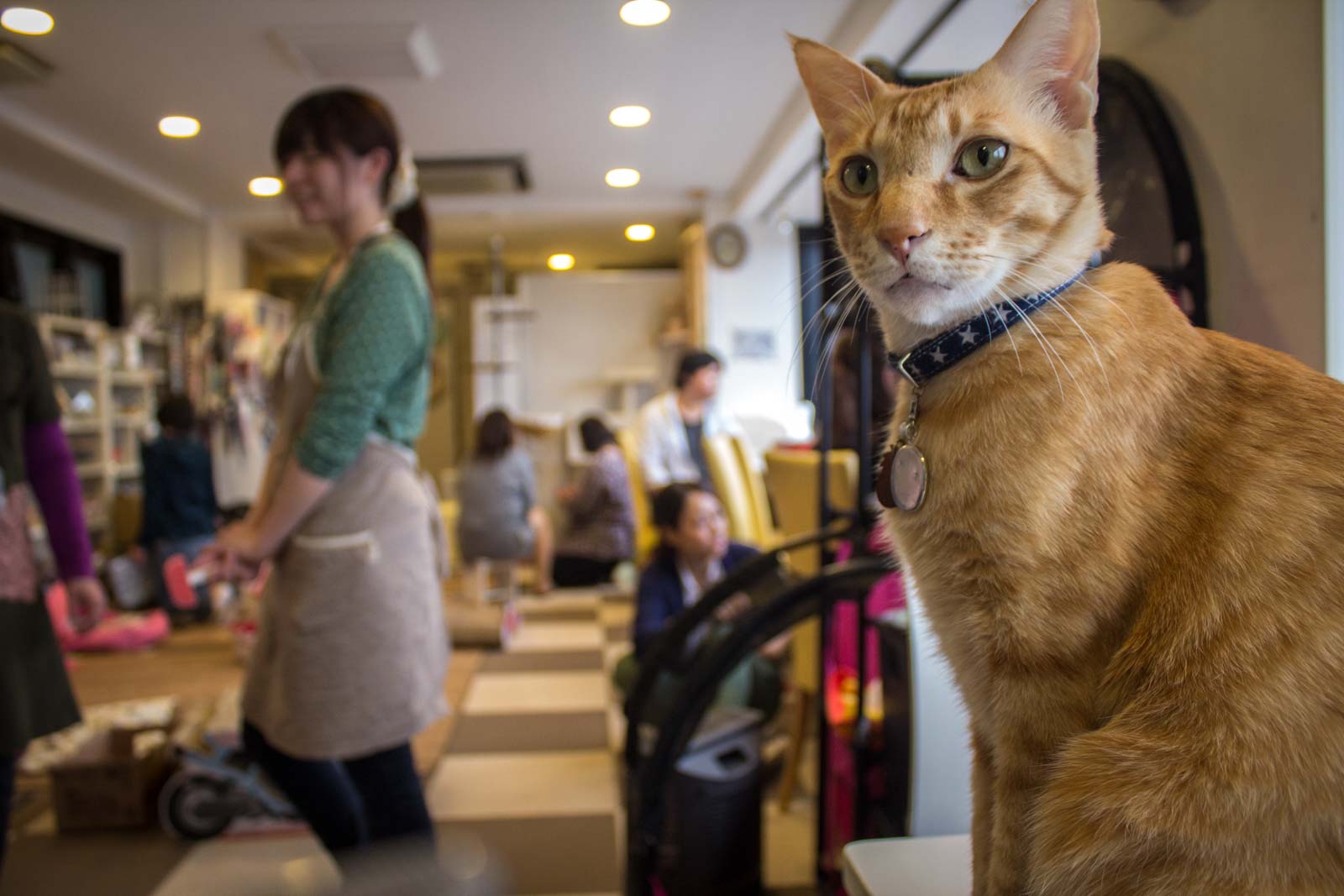 Image result for cat cafe japan