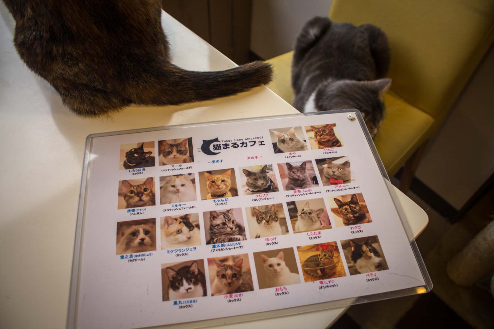 tokyo cat cafe, cats in japan, weird japanese cafe, tokyo