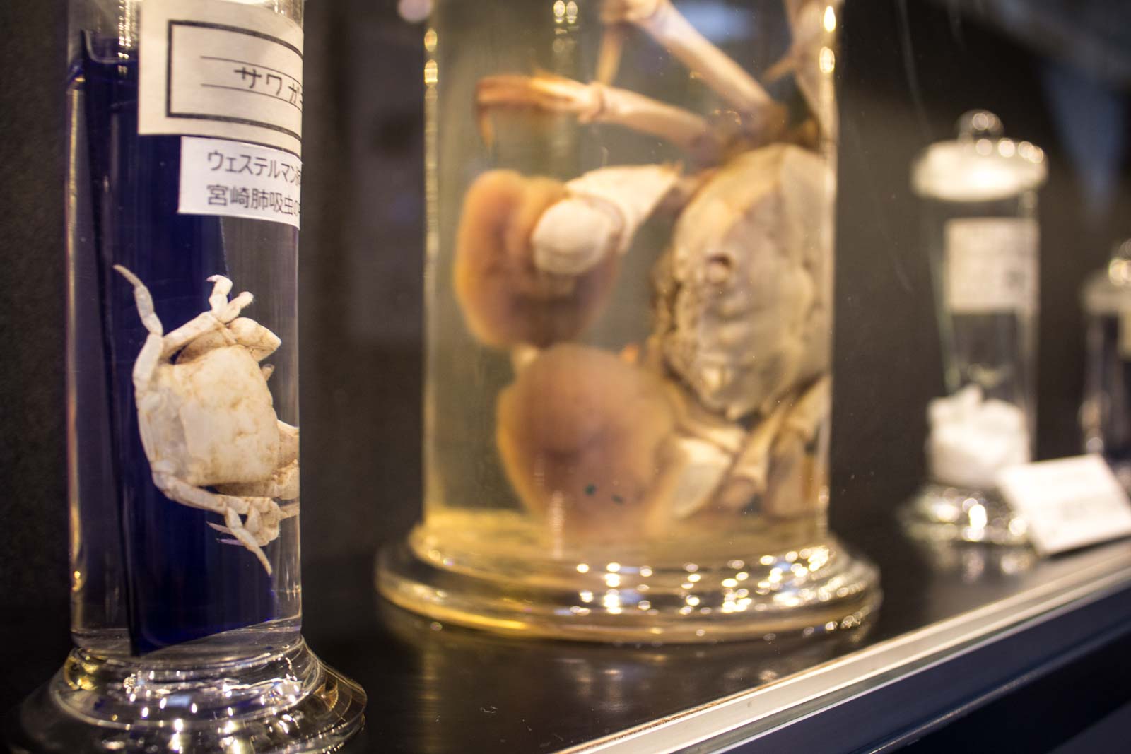 Meguro Parasitological Museum, Tokyo, Japan