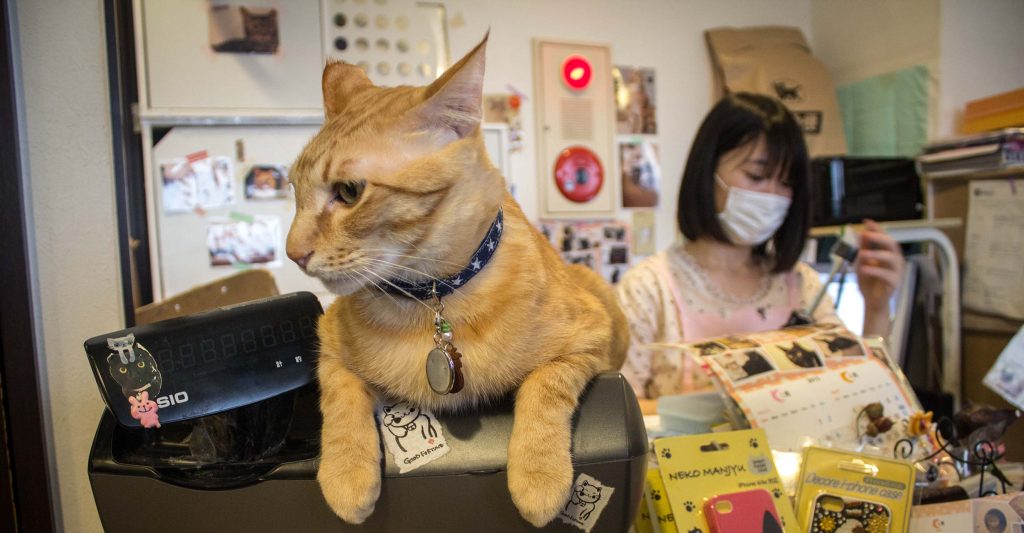 Tokyo cat cafe weird cafes in Japan Tokyo cat cafe weird cafes in Japan