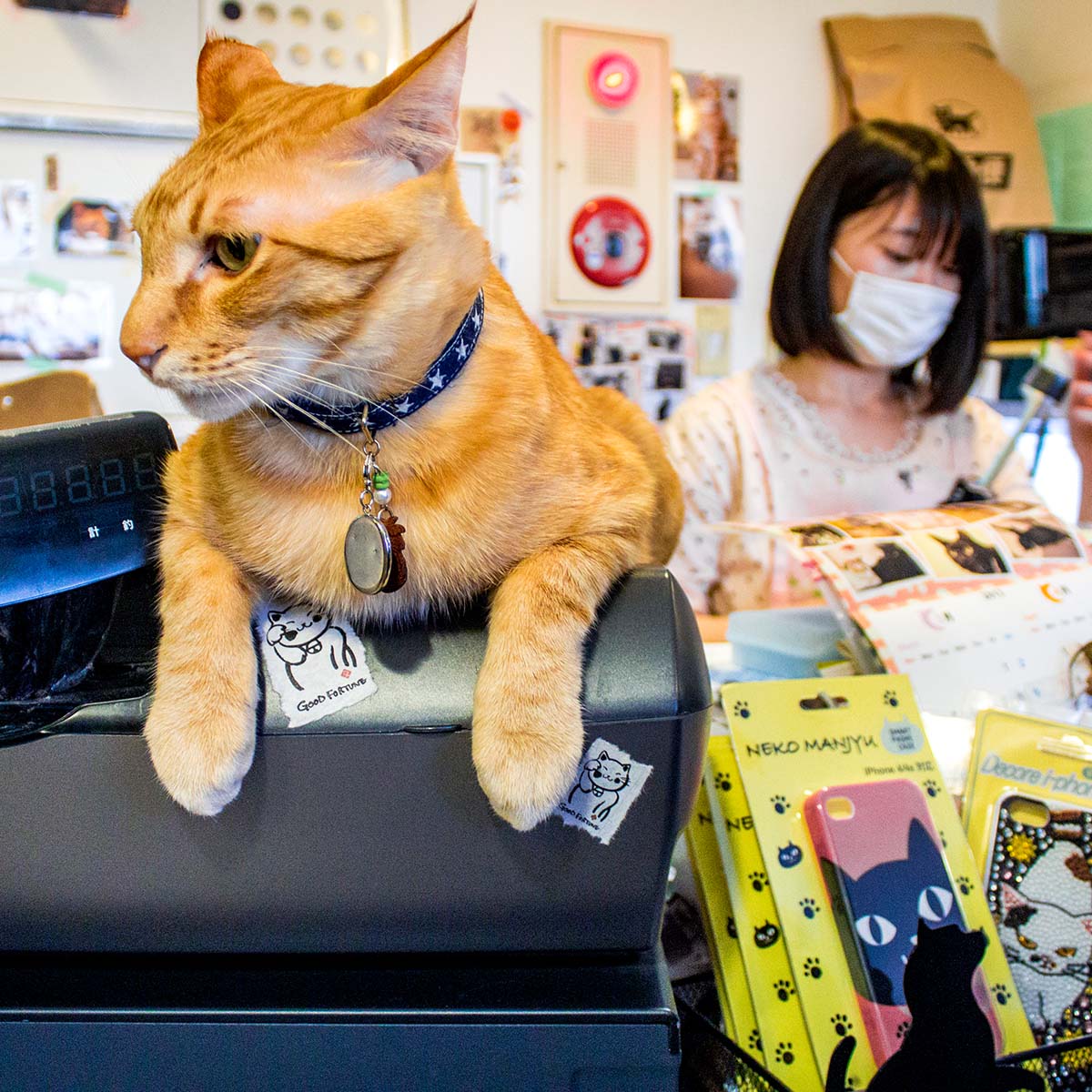Tokyo cat cafe: weird cafes in Japan