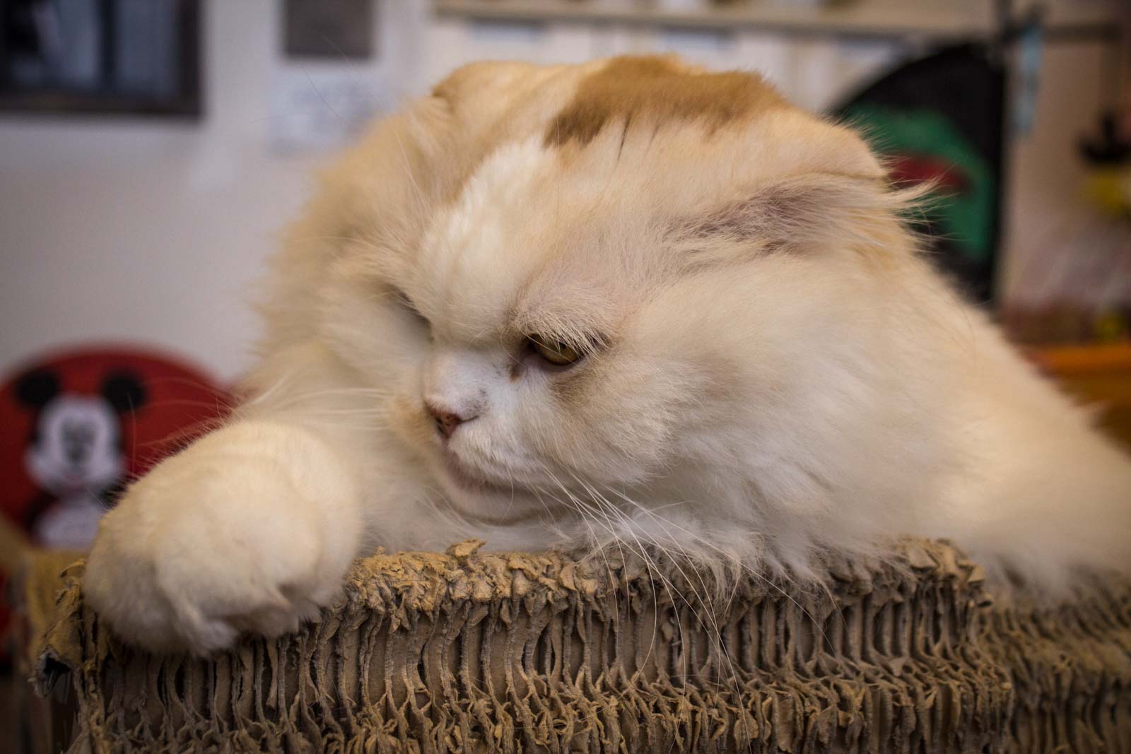 tokyo cat cafe, cats in japan, weird japanese cafe, tokyo