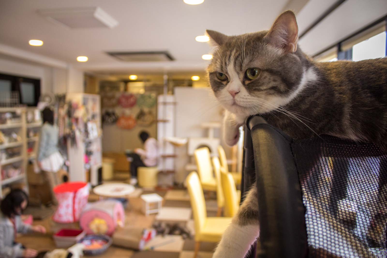 Tokyo cat cafe: weird cafes in Japan