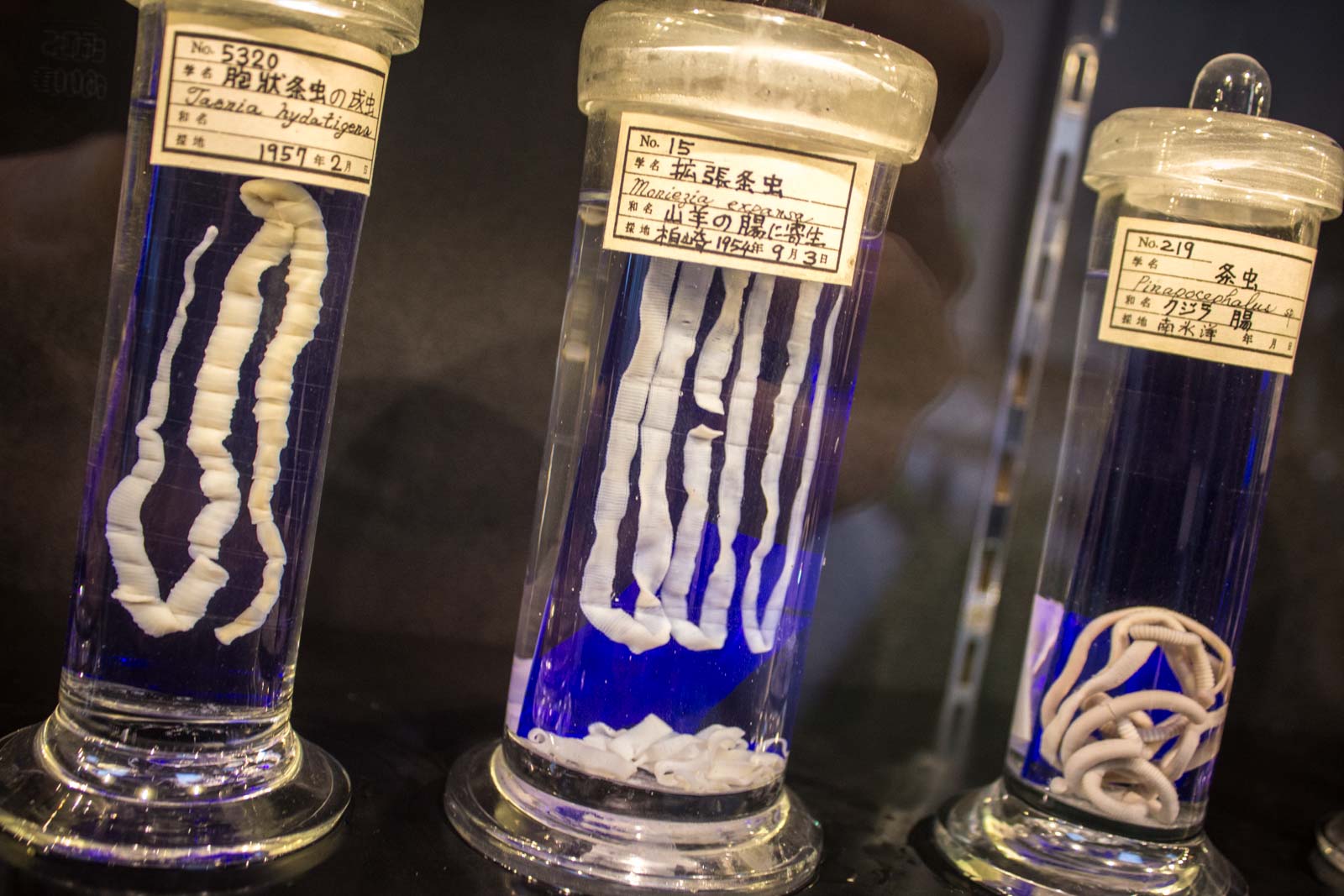 Meguro Parasitological Museum. Travel Writers' Guide: 50+ Best Science Museums Around the World.