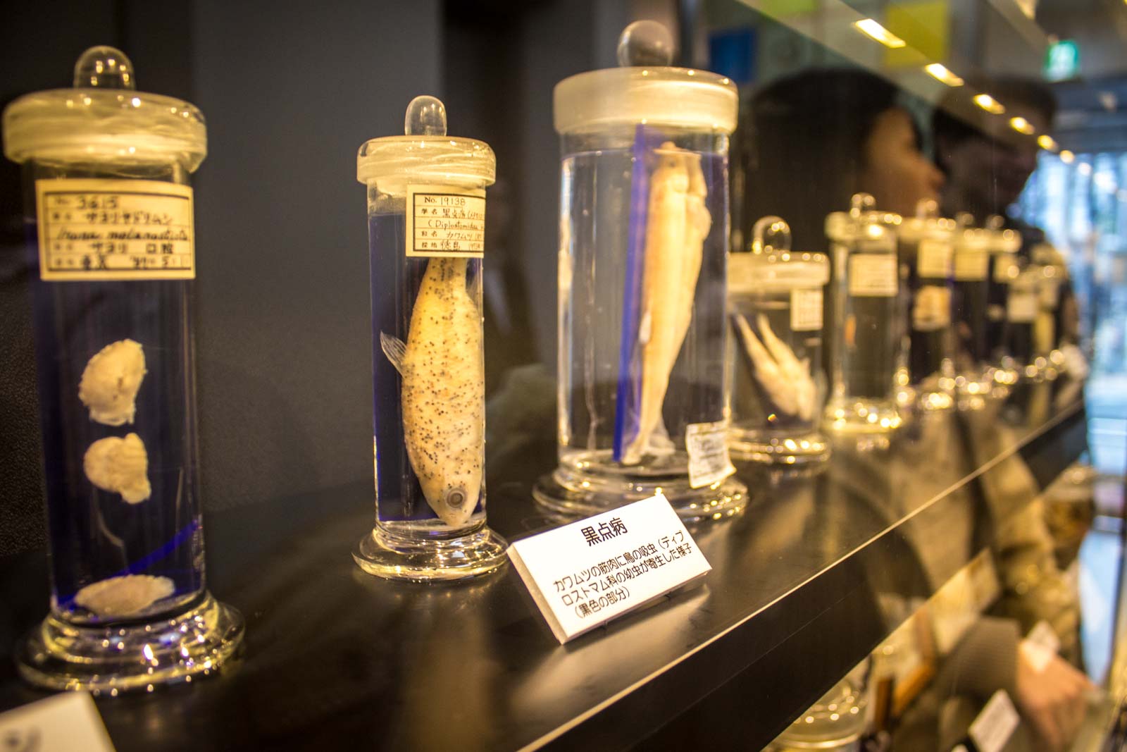 Meguro Parasitological Museum, Tokyo, Japan