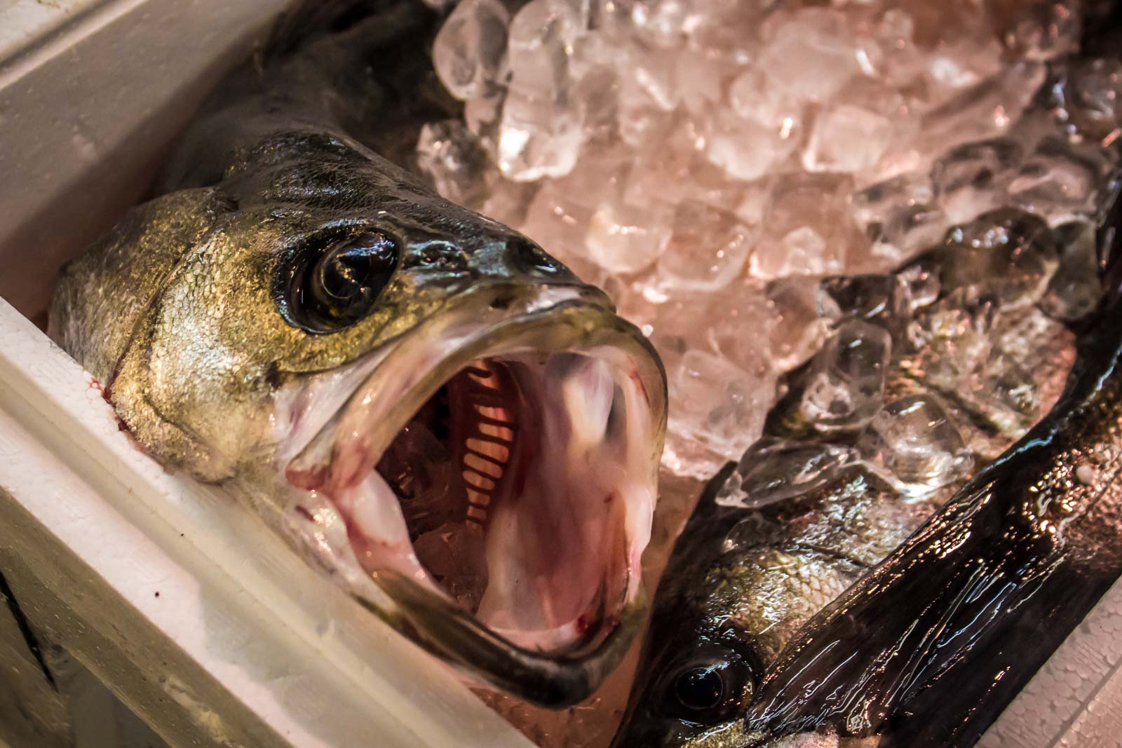Tsukiji Fish Market, Tokyo, Japan