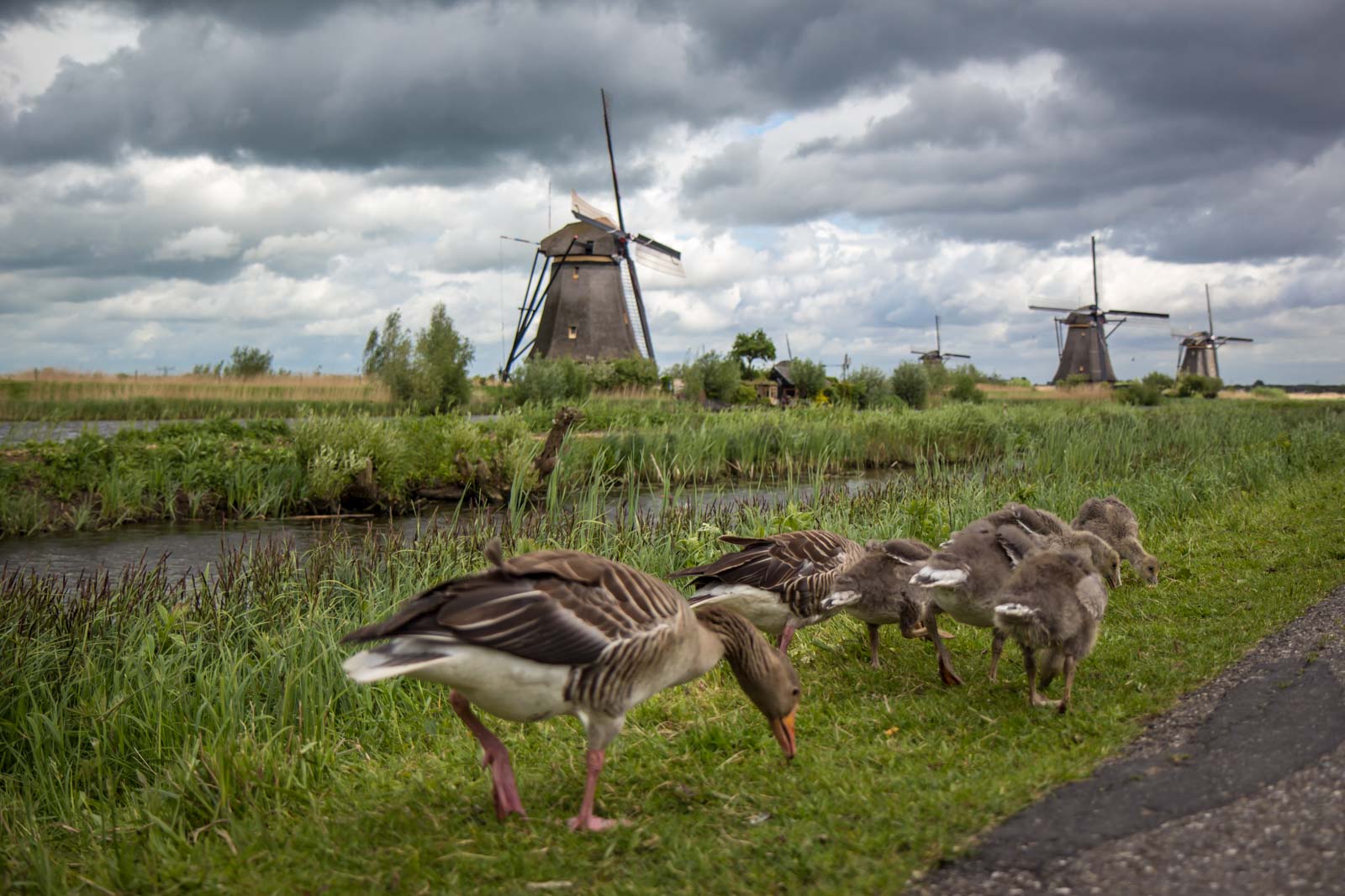 Kinderdijk, Windmills near Rotterdam, The Netherlands