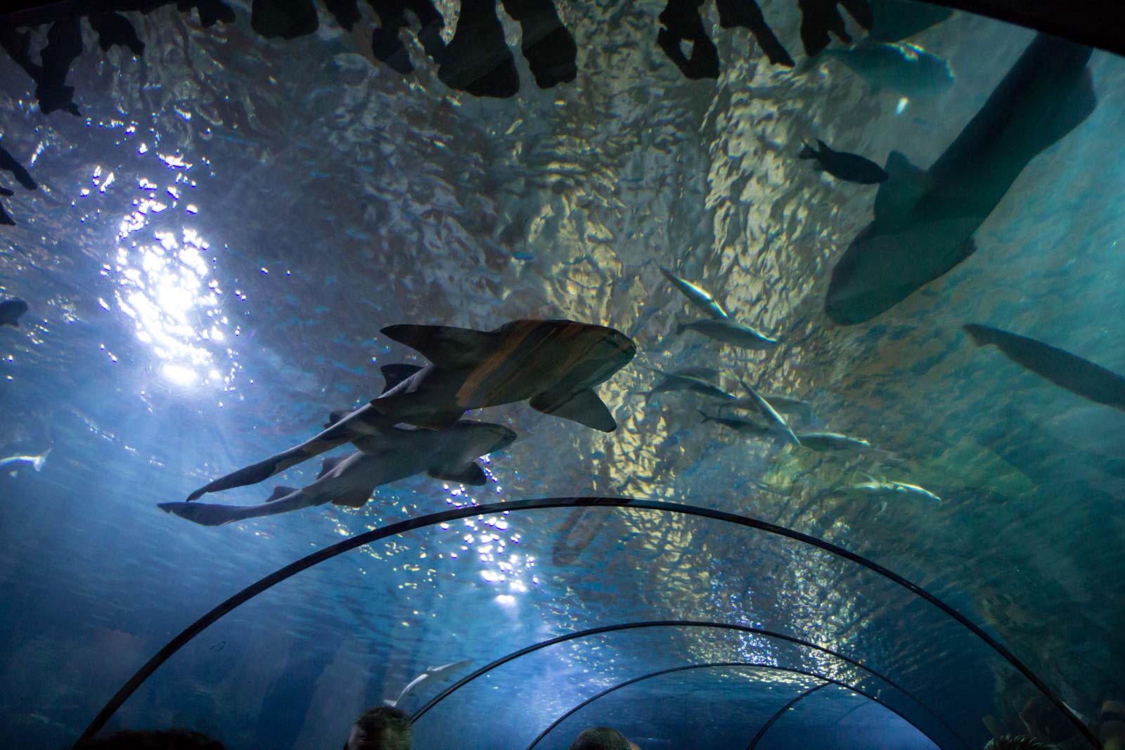 the oceanium at rotterdam zoo the netherlands