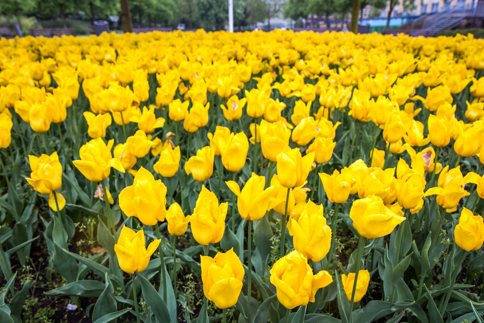 Photos of Rotterdam, The Netherlands