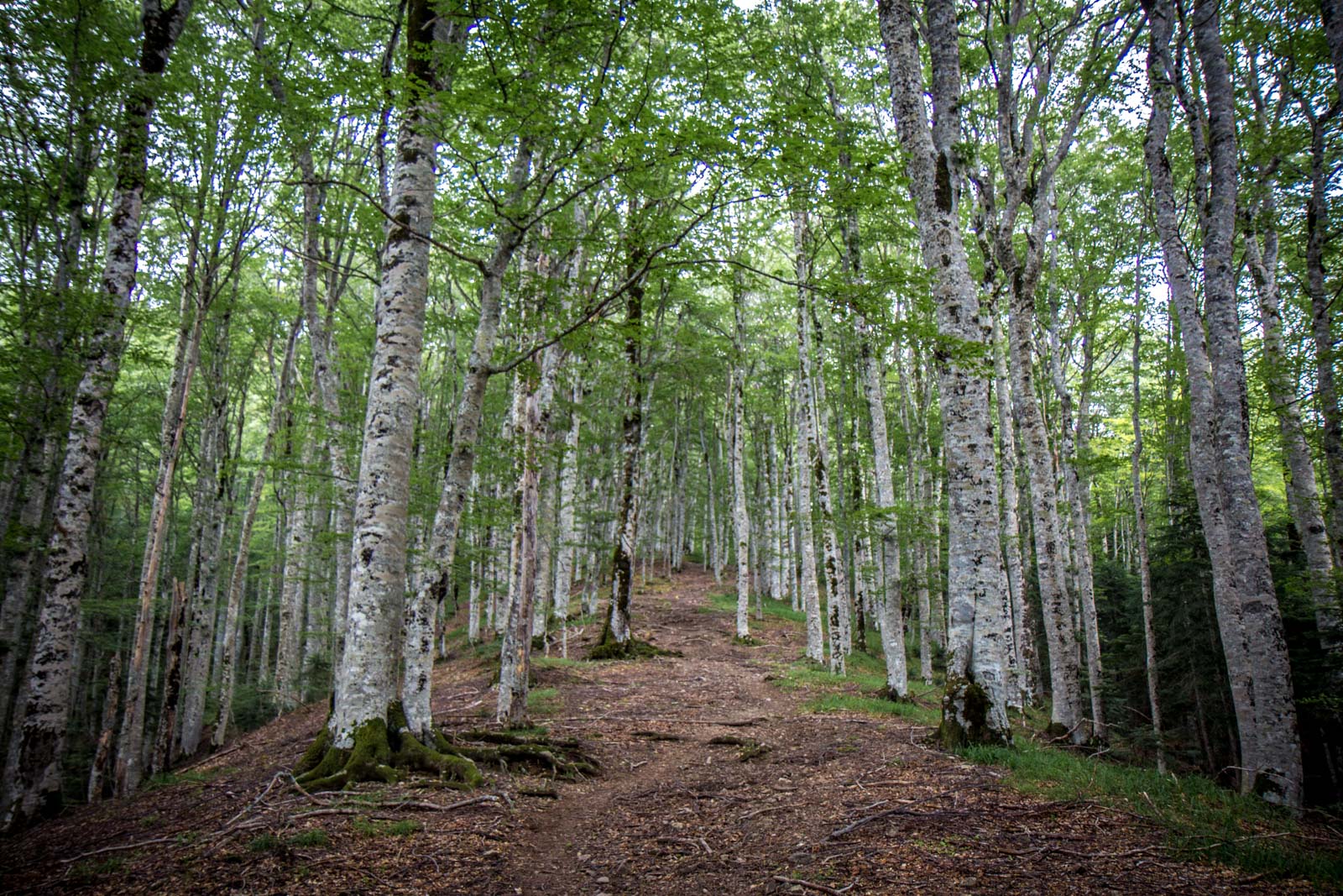 Biogradska Gora National Park, Montenegro, virgin forest, hiking in montenegro