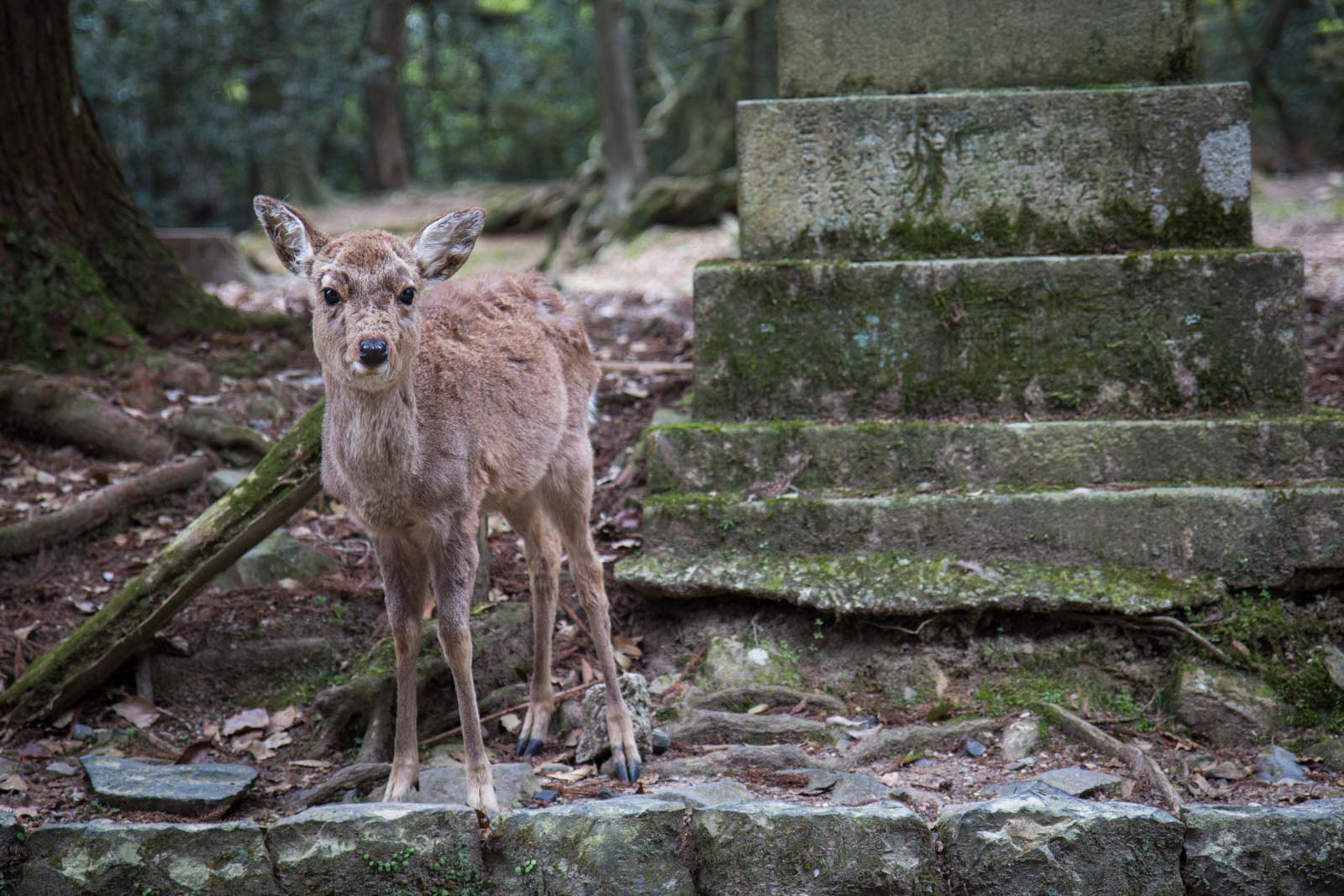 Nara World Heritage temples and shrines, Kyoto, Japan