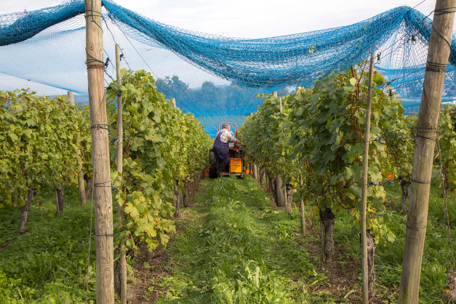 Riechenau Island, Germany